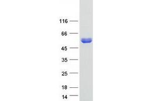 Validation with Western Blot