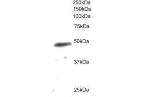 Image no. 1 for anti-Neutrophil Cytosol Factor 1 (NCF1) (C-Term) antibody (ABIN374079) (NCF1 anticorps  (C-Term))