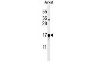 Western Blotting (WB) image for anti-Glutaredoxin 5 (GLRX5) antibody (ABIN3002211) (GLRX5 anticorps)