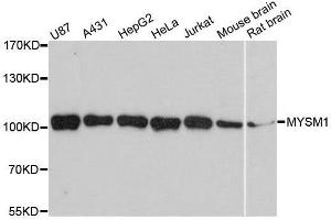Western blot analysis of extracts of various cell lines, using MYSM1 antibody. (MYSM1 anticorps  (C-Term))