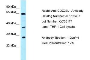 Western Blotting (WB) image for anti-Cell Division Cycle 37-Like 1 (CDC37L1) (C-Term) antibody (ABIN2789145)