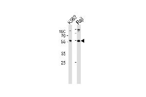 Western blot analysis of lysates from K562, Raji cell line (from left to right), using HCLS1 Antibody (C-term) (ABIN657959 and ABIN2846904).