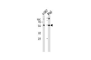 Western blot analysis of lysates from K562, Raji cell line (from left to right), using HCLS1 Antibody (C-term) (ABIN657959 and ABIN2846904). (HCLS1 anticorps  (C-Term))