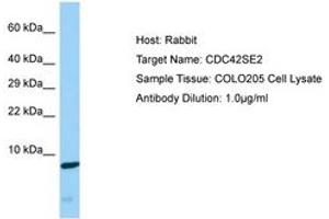 Image no. 1 for anti-CDC42 Small Effector 2 (CDC42SE2) (C-Term) antibody (ABIN6750169) (CDC42SE2 anticorps  (C-Term))