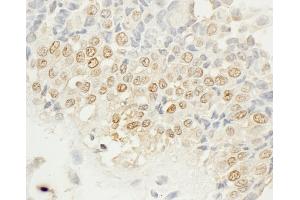 anti-NIMA related kinase 4 (NEK4) (AA 475-525) antibody