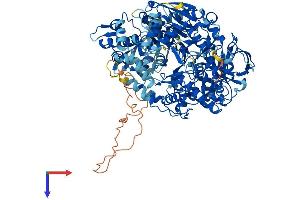 AlphaFold protein structure predicition of Mouse Recombinant Ireb2 Protein, UniprotID Q811J3