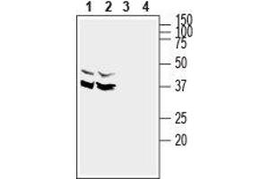 Western blot analysis of rat (lanes 1 and 3) and mouse (lanes 2 and 4) brain lysates: - 1,2.