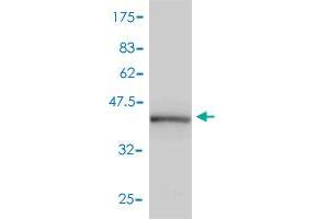 Western Blot detection against Immunogen (43.