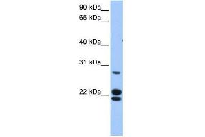LOC732272 antibody used at 0. (LOC732272 anticorps  (N-Term))
