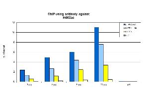 ChIP were performed using HeLa cells using H4K5ac Polyclonal Antibody.
