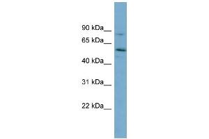WB Suggested Anti-SNTG1 Antibody Titration: 0. (Syntrophin gamma 1 anticorps  (Middle Region))