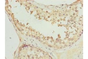 Immunohistochemistry of paraffin-embedded human testis tissue using ABIN7162706 at dilution of 1:100