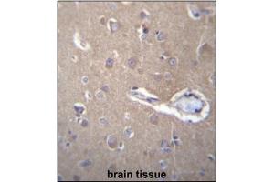 Immunohistochemistry analysis in Formalin Fixed, Paraffin Embedded Human brain tissue stained with SEC62 antibody (C-term) followed by peroxidase conjugation of the secondary antibody and DAB staining. (SEC62 anticorps  (N-Term))