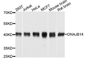 Western blot analysis of extracts of various cell lines, using DNAJB14 antibody. (DNAJB14 anticorps)