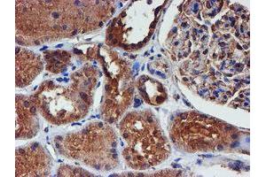 Immunohistochemical staining of paraffin-embedded Human Kidney tissue using anti-IDS mouse monoclonal antibody. (IDS anticorps)