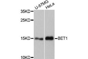 Western blot analysis of extracts of various cell lines, using BET1 antibody. (BET1 anticorps)