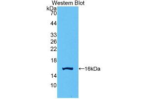 Western blot analysis of recombinant Human GDF15. (GDF15 anticorps  (AA 195-308))