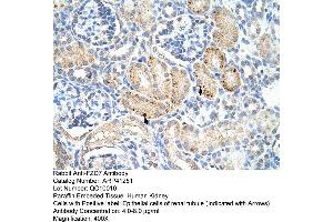 Rabbit Anti-FZD7 Antibody  Paraffin Embedded Tissue: Human Kidney Cellular Data: Epithelial cells of renal tubule Antibody Concentration: 4. (FZD7 anticorps  (C-Term))