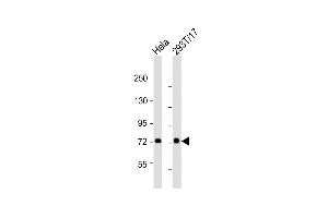 All lanes : Anti-CN2 Antibody (Center) at 1:2000 dilution Lane 1: Hela whole cell lysates Lane 2: 293T/17 whole cell lysates Lysates/proteins at 20 μg per lane. (Calpain 2 anticorps  (AA 301-335))