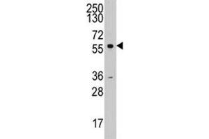 Western blot analysis of Cyclin A2 antibody and K562 lysate. (Cyclin A anticorps  (AA 51-84))