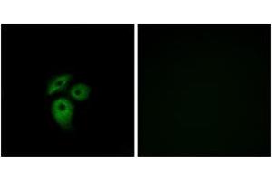 Immunofluorescence analysis of A549 cells, using CD234 Antibody. (DARC anticorps  (AA 1-50))