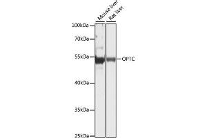 Western blot analysis of extracts of various cell lines, using OPTC antibody (ABIN7269105) at 1:1000 dilution.