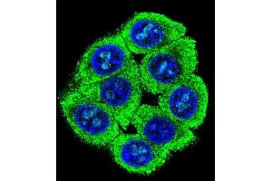 Confocal immunofluorescent analysis of TL2 Antibody (Center) (ABIN655338 and ABIN2844903) with 293 cell followed by Alexa Fluor 488-conjugated goat anti-rabbit lgG (green).