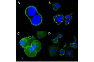 Confocal immunofluorescence analysis of methanol-fixed A431 (A), Hela (B), PANC-1 (C) and EC (D) cells using CD44 mouse mAb (green), showing membrane localization. (CD44 anticorps)