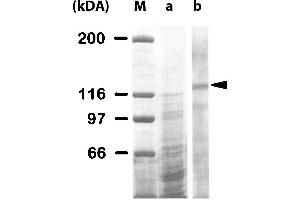 Western Blot analysis of ABIN125796 specificty. (Integrin anticorps)