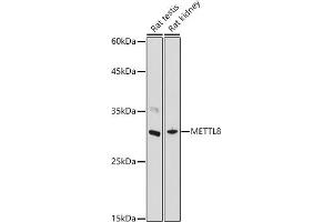 Western blot analysis of extracts of various cell lines, using METTL8 antibody (ABIN7268503) at 1:1000 dilution.
