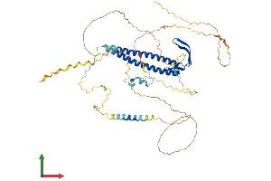 AlphaFold protein structure predicition of Human Recombinant URI1 Protein, UniprotID O94763