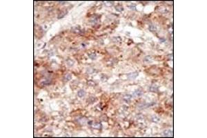 Image no. 3 for anti-Ubiquitin (Ub) (N-Term) antibody (ABIN356746)