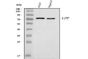 Western blot analysis of LPP using anti-LPP antibody (ABIN3042935).