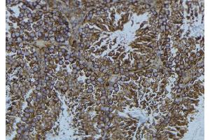 ABIN6276631 at 1/100 staining Mouse testis tissue by IHC-P. (CDC20 anticorps  (N-Term))