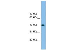 WB Suggested Anti-Nkx2-3 Antibody Titration:  0. (NK2 Homeobox 3 anticorps  (C-Term))
