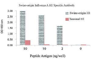 Image no. 1 for anti-Influenza A Virus H1N1 antibody  (ABIN356432) (Influenza A Virus H1N1 anticorps )