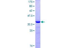 Image no. 1 for Zinc Finger Protein 148 (ZNF148) (AA 695-794) protein (GST tag) (ABIN1325893)