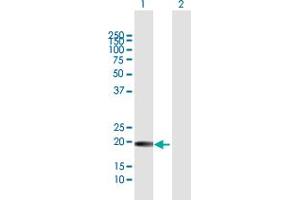 Western Blot analysis of GH1 expression in transfected 293T cell line by GH1 MaxPab polyclonal antibody. (Growth Hormone 1 anticorps  (AA 1-217))