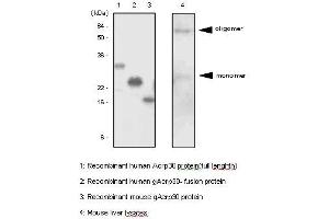 The recombinant proteins and mouse liver lysates were resolved by SDS-PAGE, transferred to PVDF membrane and probed with anti-human adiponectin antibody (1:500). (ADIPOQ anticorps  (AA 15-244))