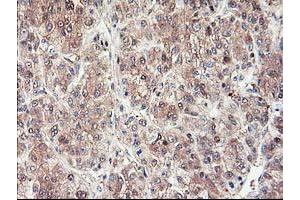 Image no. 14 for anti-NIF3 NGG1 Interacting Factor 3-Like 1 (NIF3L1) antibody (ABIN1496615) (NIF3L1 anticorps)