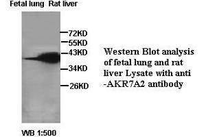 Image no. 2 for anti-Aflatoxin Beta1 Aldehyde Reductase (AKR7A2) antibody (ABIN791187) (AKR7A2 anticorps)