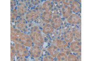 Used in DAB staining on fromalin fixed paraffin- embedded kidney tissue (PNP anticorps  (AA 1-286))