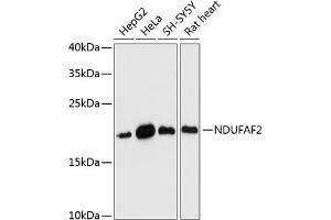 Western blot analysis of extracts of various cell lines, using NDUF antibody (ABIN7268806) at 1:3000 dilution.