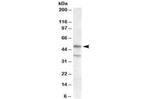 Western blot testing of KELLY lysate with HTR7 antibody at 1ug/ml. (HTR7 anticorps)