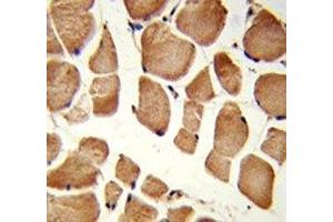 IHC analysis of FFPE human skeletal muscle stained with NRP1 antibody (Neuropilin 1 anticorps  (AA 722-750))