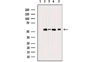 Western blot analysis of extracts from various samples, using PDIA6 Antibody. (PDIA6 anticorps  (C-Term))