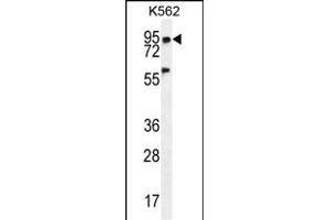 PLEKHA4 Antibody (N-term) (ABIN655718 and ABIN2845168) western blot analysis in K562 cell line lysates (35 μg/lane). (PLEKHA4 anticorps  (N-Term))