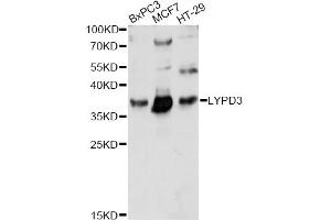 Western blot analysis of extracts of various cell lines, using LYPD3 antibody (ABIN6293324) at 1:1000 dilution. (LYPD3 anticorps)