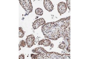Immunohistochemical analysis of (ABIN388948 and ABIN2850433) on paraffin-embedded Human placenta tissue.