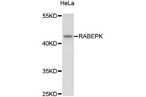 Western blot analysis of extracts of HeLa cells, using RABEPK antibody (ABIN6293861) at 1:3000 dilution.